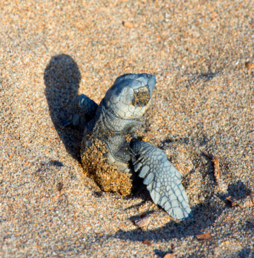 caretta-caretta-belek1564746852.jpg