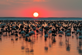 BAKAN-KURUMDAN-FLAMINGO-PAYLASIMI_1419124_421776.jpg