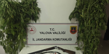 Yalova’da Uyuşturucu Operasyonu: Çiftlikköy’de Serada Kenevir Ele Geçirildi